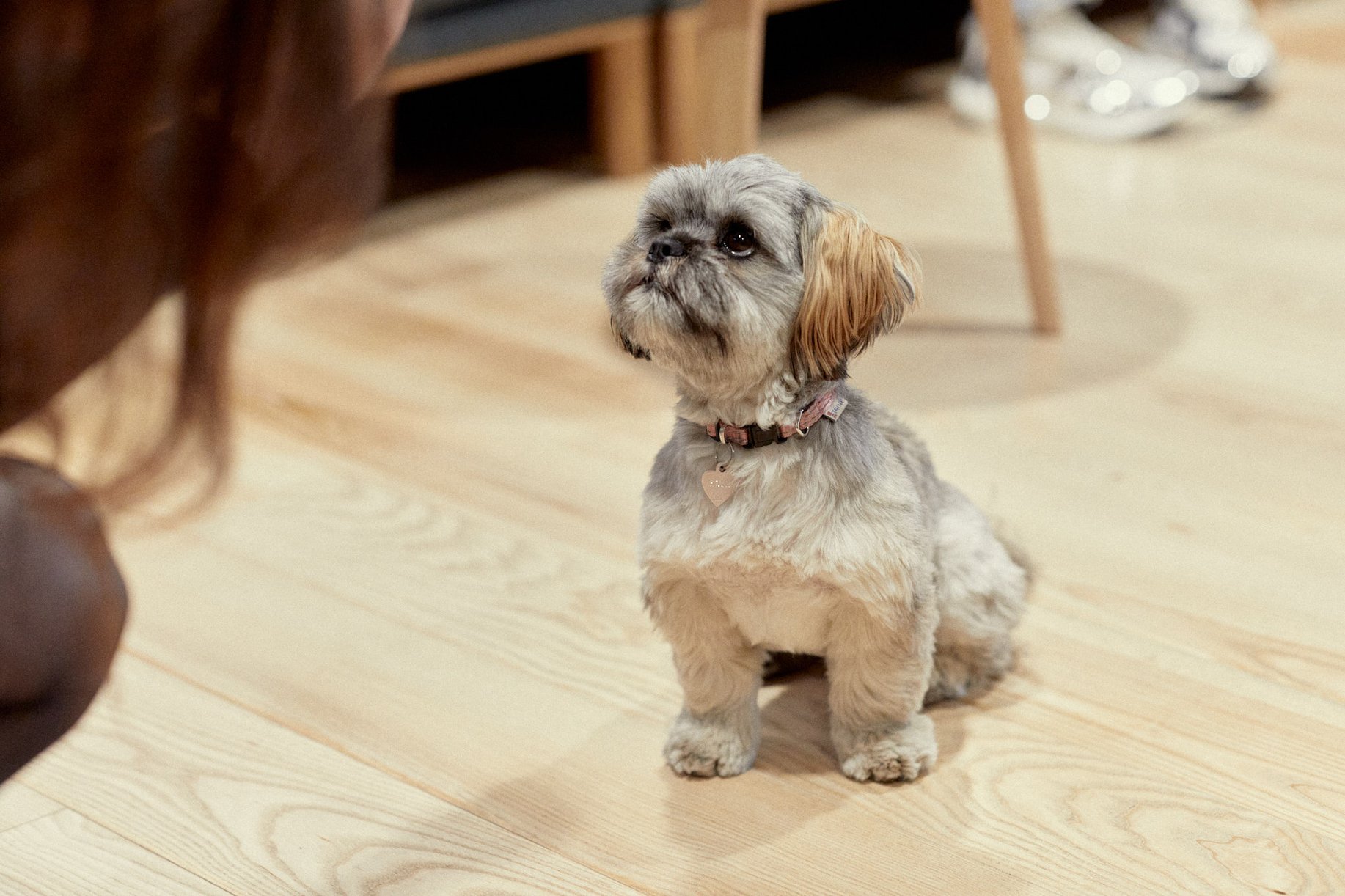 Liten hund
